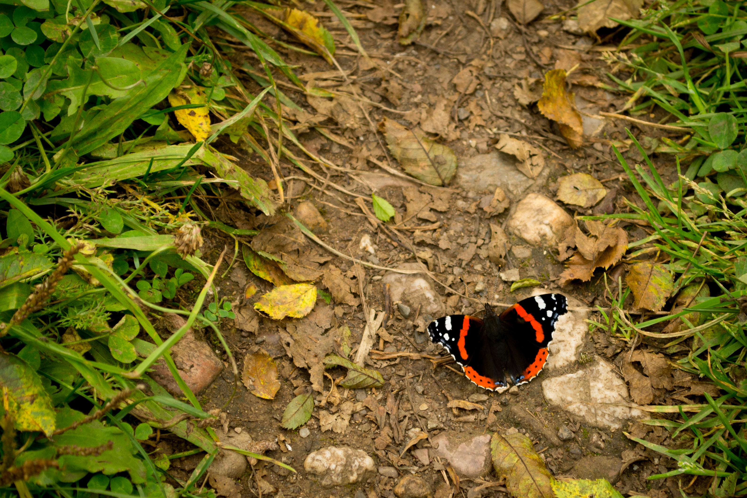 Butterfly in Torgau